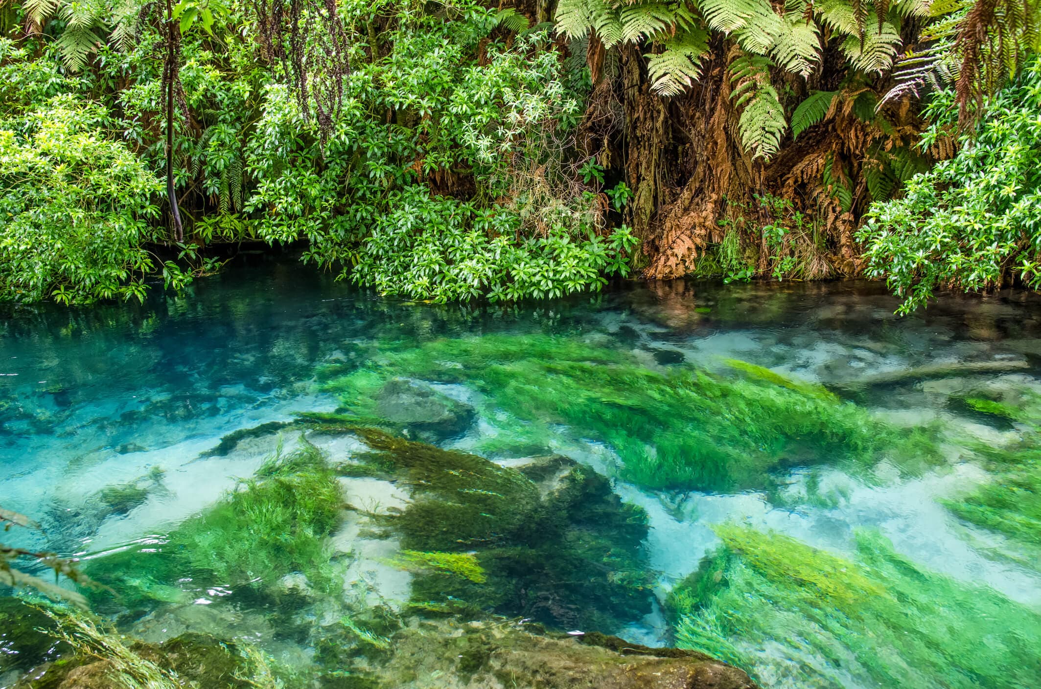 A close-up view of Blue Spring